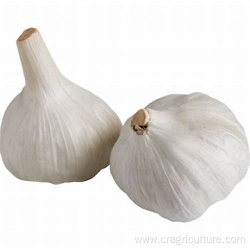 Competitive Price Wholesale Fresh Elephant Garlic